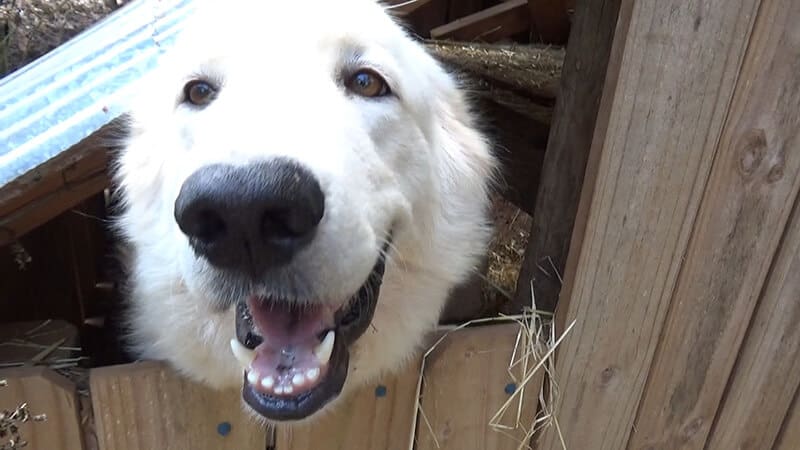 Ada's Heritage Farm Dog