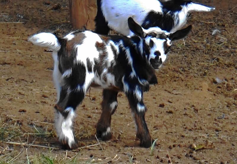 Ada's Heritage Farm Baby Goat