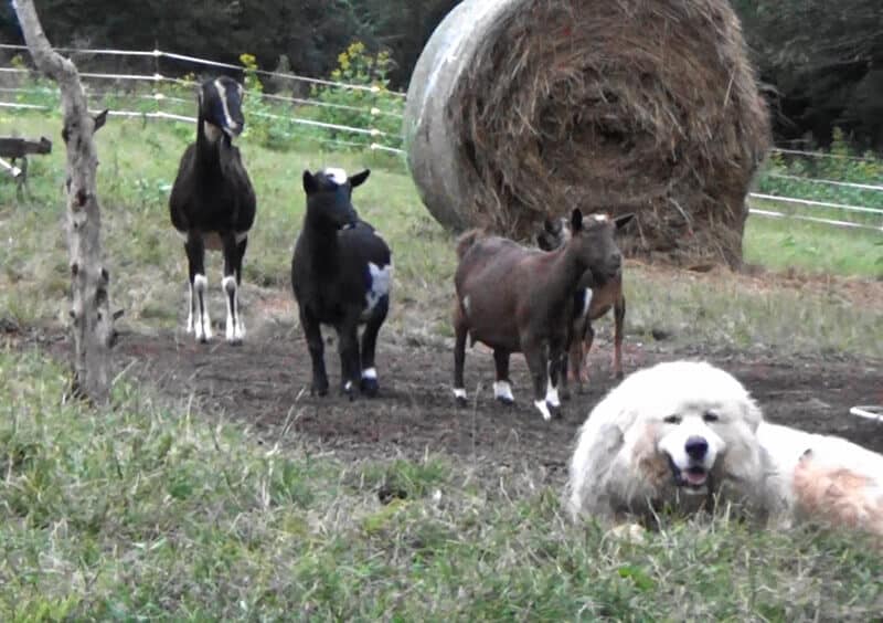 Ada's Heritage Farm Goats