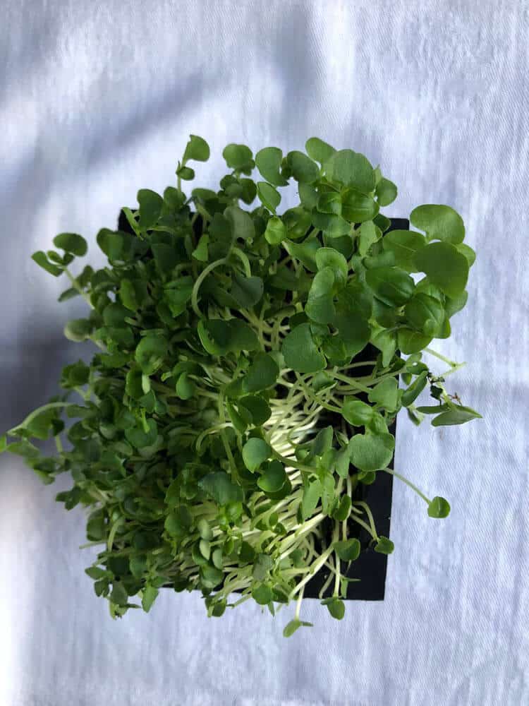 Microgreens are tasty and cute!  Photos by Heather Cross