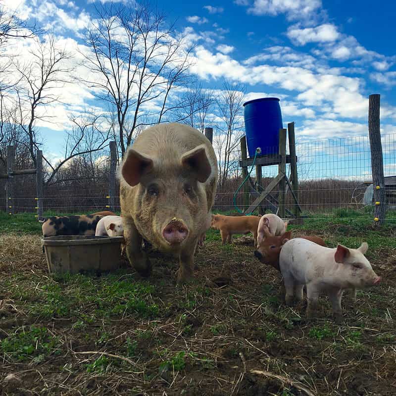 Dayspring Farm & Pig Mountain Pigs