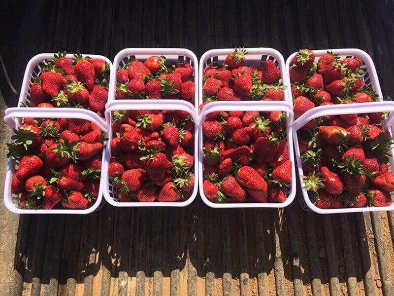 Jones Farm Strawberries