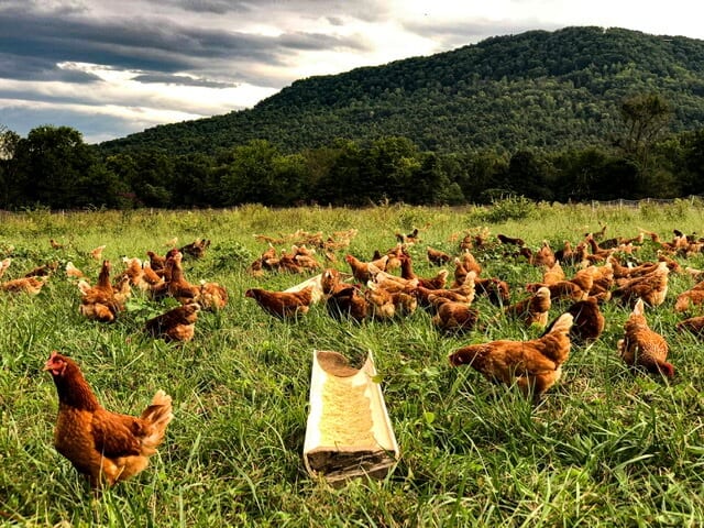 Sequatchie Cove Farm Chickens