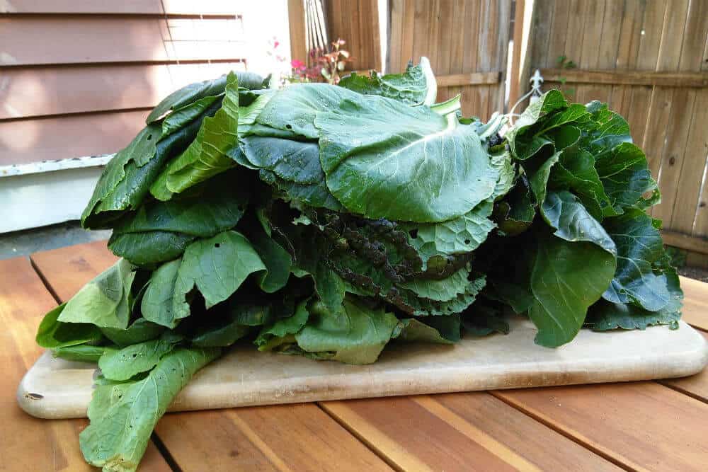 3 pounds of greens! Photos by Alice O’Dea