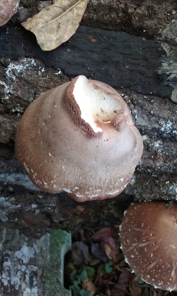 A funny-looking but perfectly tasty shiitake from  Possum Bottom Farms . Photo by Possum Bottom.