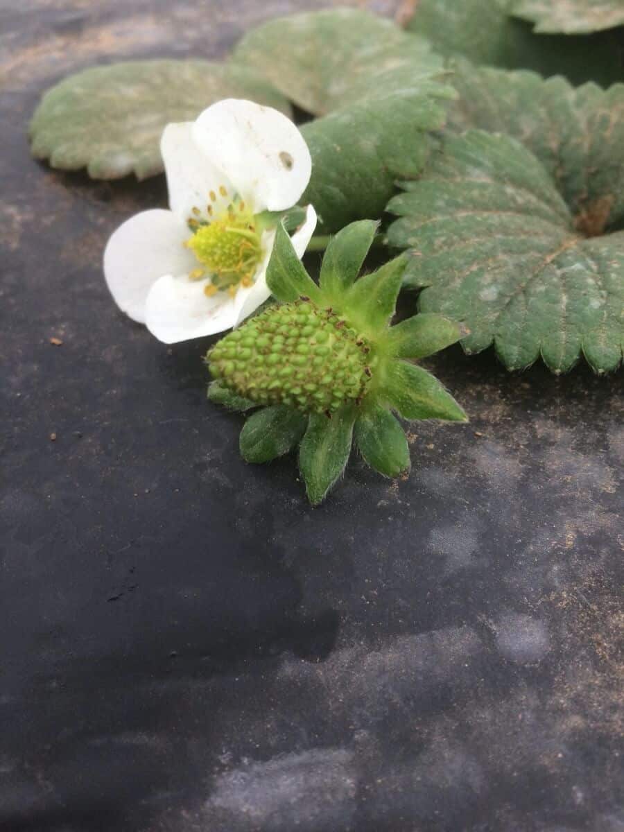 Green strawberry and bloom