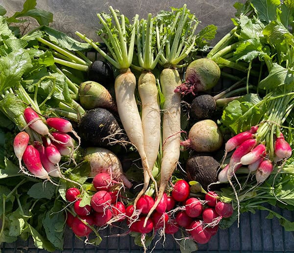 Hissing Possum Farm bunch of veggies