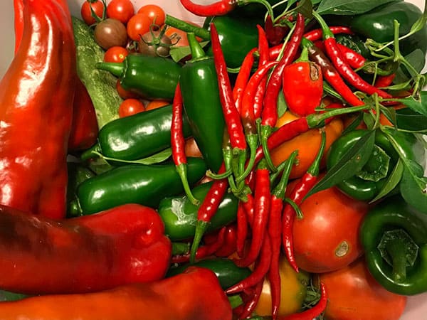 Hissing Possum Farm peppers and maters