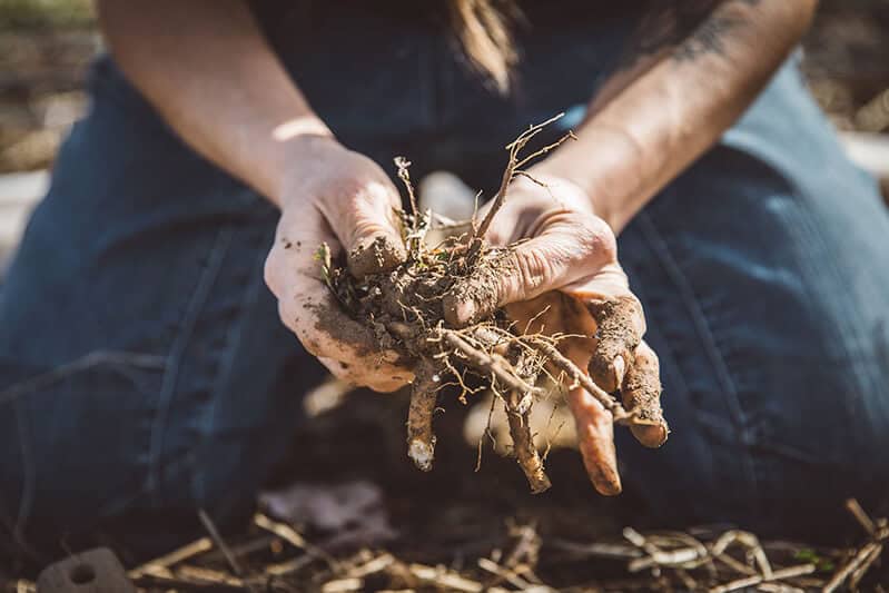 Hands in the dirt at Bird Fork Farm
