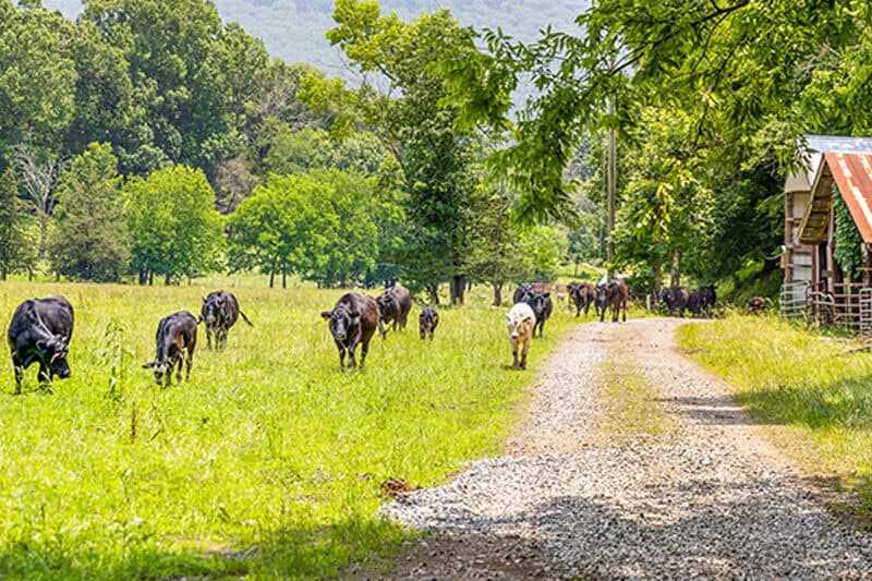 Cattle walking at Quail Run Farm