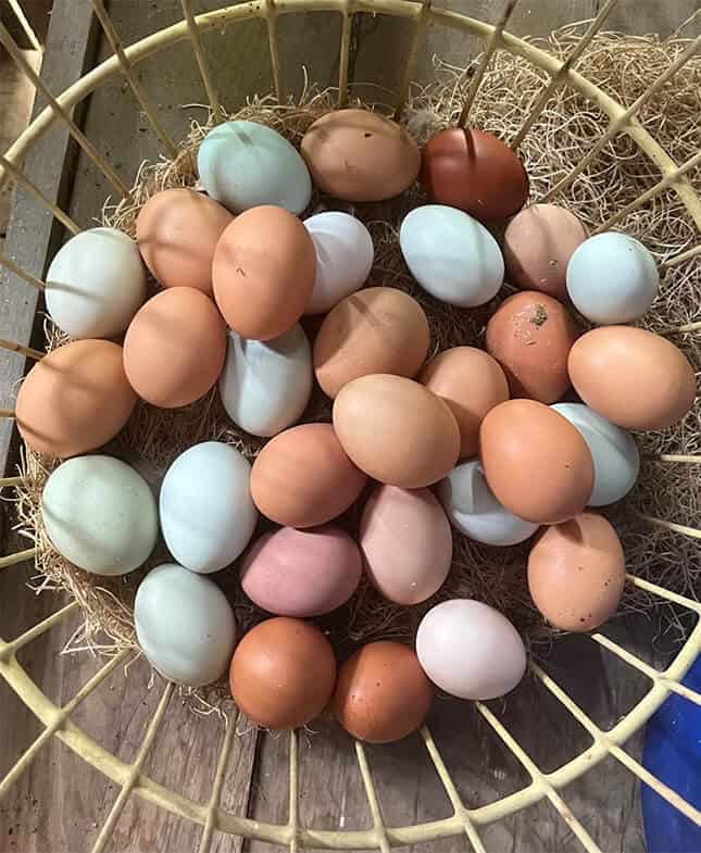 Eggs in a basket from Quail Run Farm