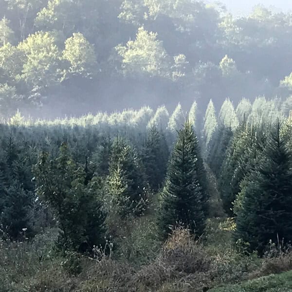 Field of Christmas trees