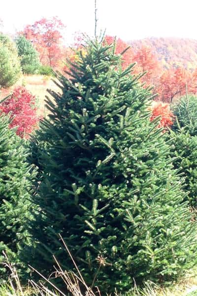 Frasier fir at Darnell Farms